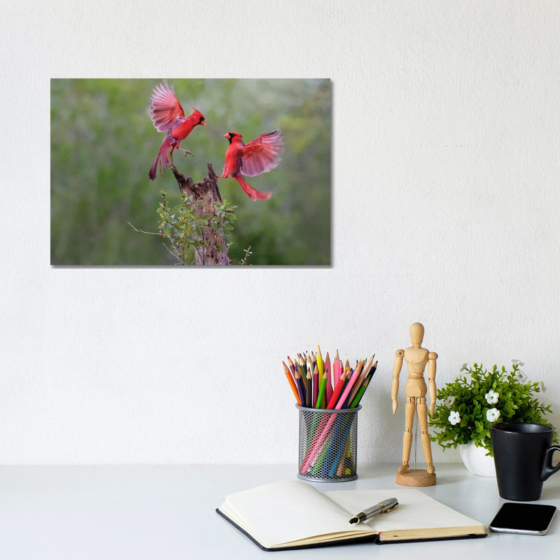 Northern Cardinal Males Fighting. by Larry Ditto - Wrapped Canvas Print, 20.32 cm H x 30.48 cm W