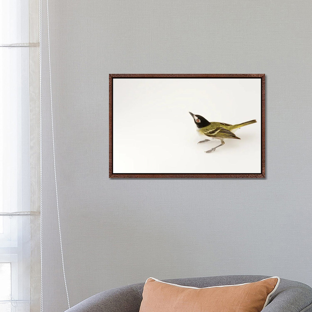 A Black-Capped Vireo At Fort Hood, Texas von Joel Sartore - Gallery-Wrapped Canvas Giclée on Canvas