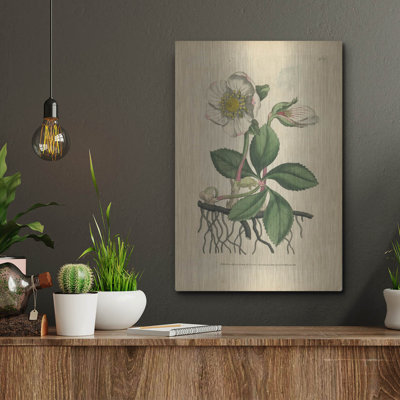  'Black Hellebore' by Art Licensing Studio Metal Wall Art, 12" x 16"