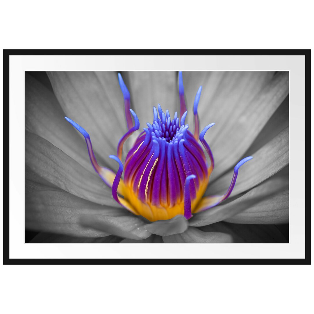 Wunderschöne exotische Blume Gerahmte Fotokunstdruck Poster