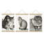«Feline Fine Classic Cat for Animal Lovers», affiche murale encadrée en bois