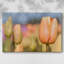Ouverture sur la toile tendue Sun-Gallery-503677671