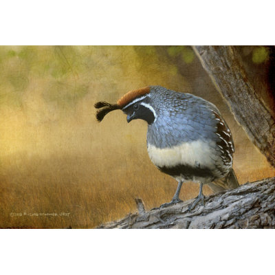 " Male Quail " by Chris Vest