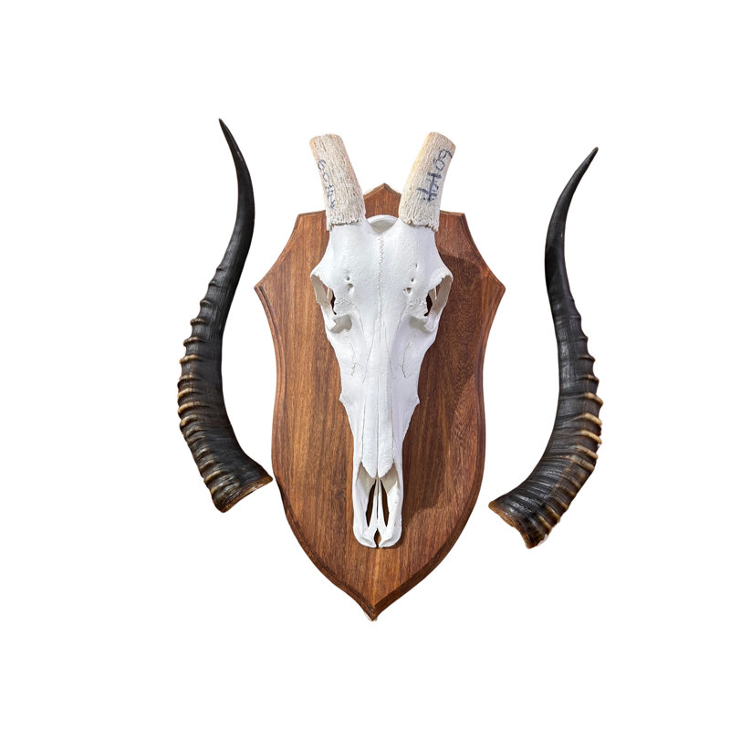 Karlea Real Blesbok Skull with Wooden Shield