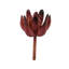 Tige de plante grasse