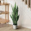 Plante de serpent artificielle Sansevieria en pot-264870797
