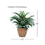 29" Parlor Palm in Matte Terracotta Ceramic-2114947100