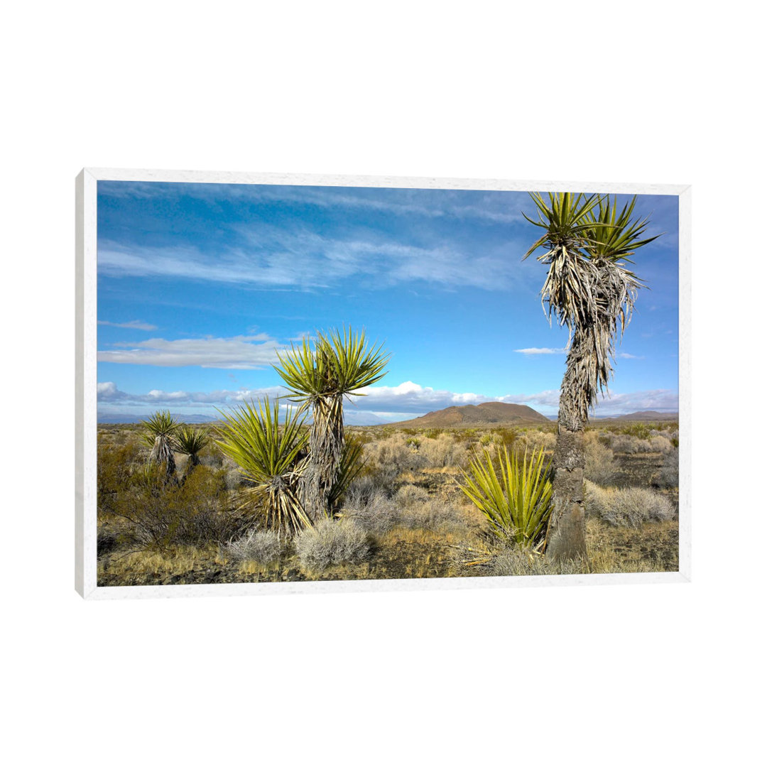 Joshua Tree, Cinder Cones, And Other Desert Vegetation, Mojave National Preserve, California von Tim Fitzharris - Galler...