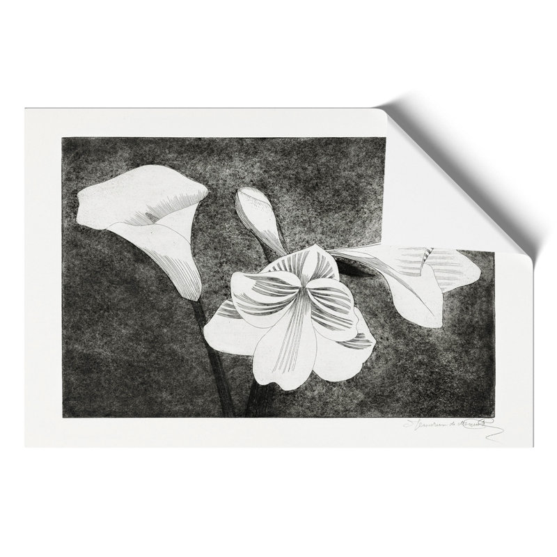 Amaryllis Flowers by Samuel de Mesquita - Frameless Print, 30cm H x 42cm W x 0.1cm D