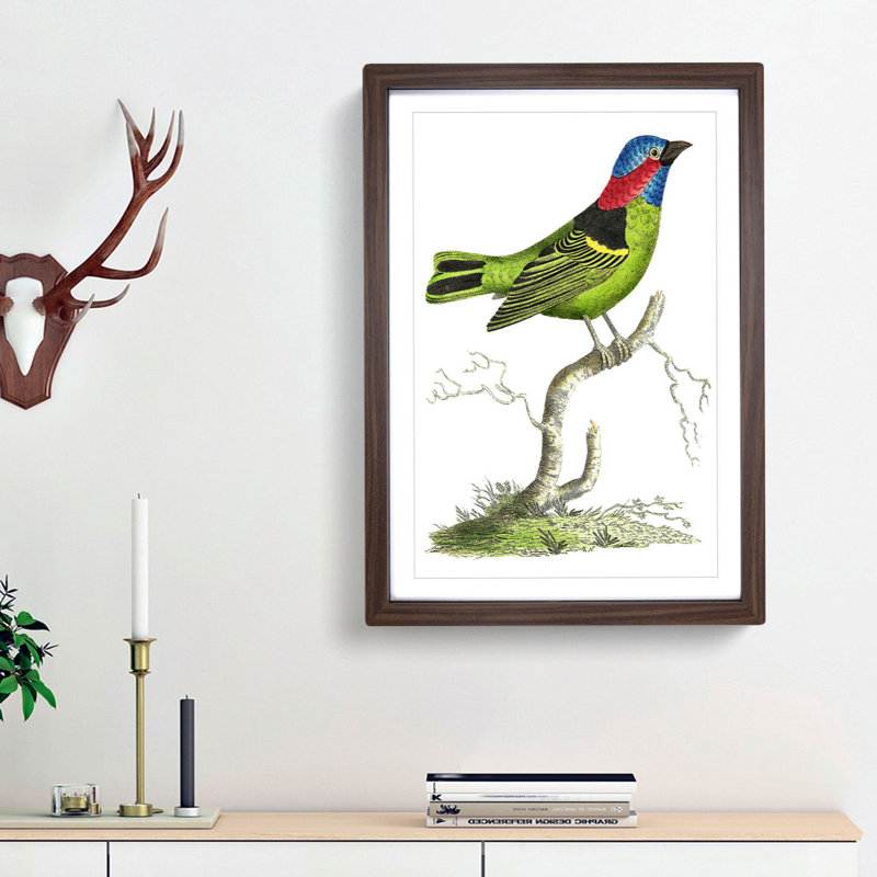 Collared Tanager Bird by George Shaw - Framed Print, Walnut Framed, 48cm H x 36cm W x 2cm D