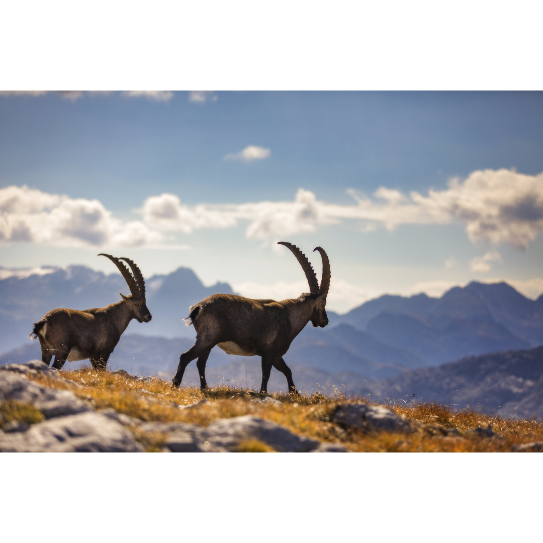 Zwei Steinböcke laufen vor dem Funtenseetauern, Alpen by DieterMeyrl - No Frame Art Prints on Canvas