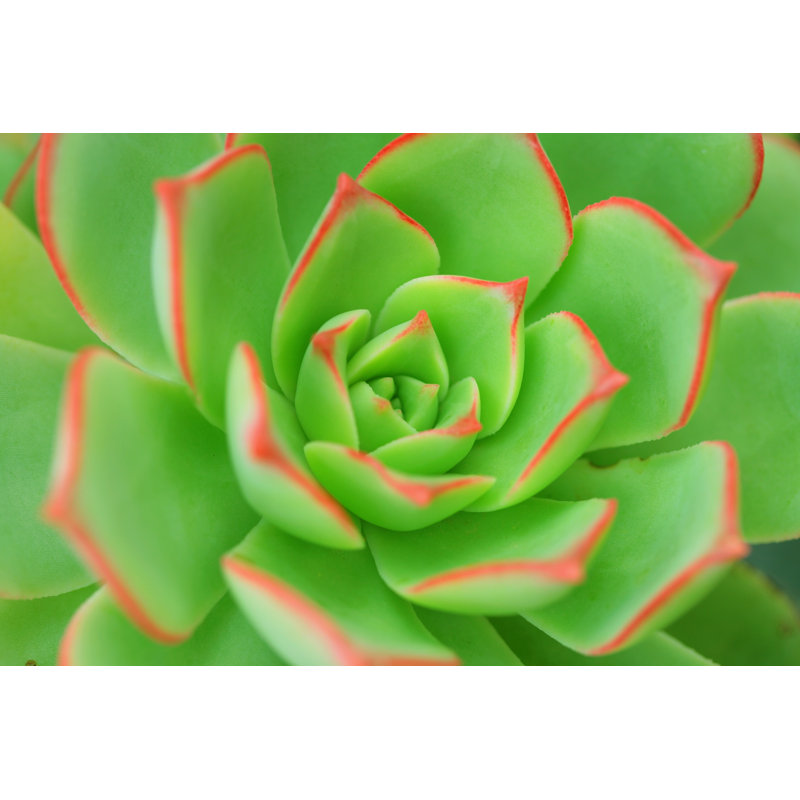Aeonium Background - Wrapped Canvas Print, 81cm H x 122cm W