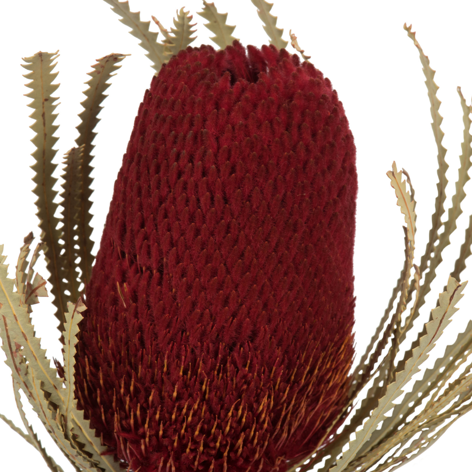 Dried Banksia Floral Stems, Red