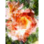 Floral 0439 Print by Chamira Young-71201189-71201190