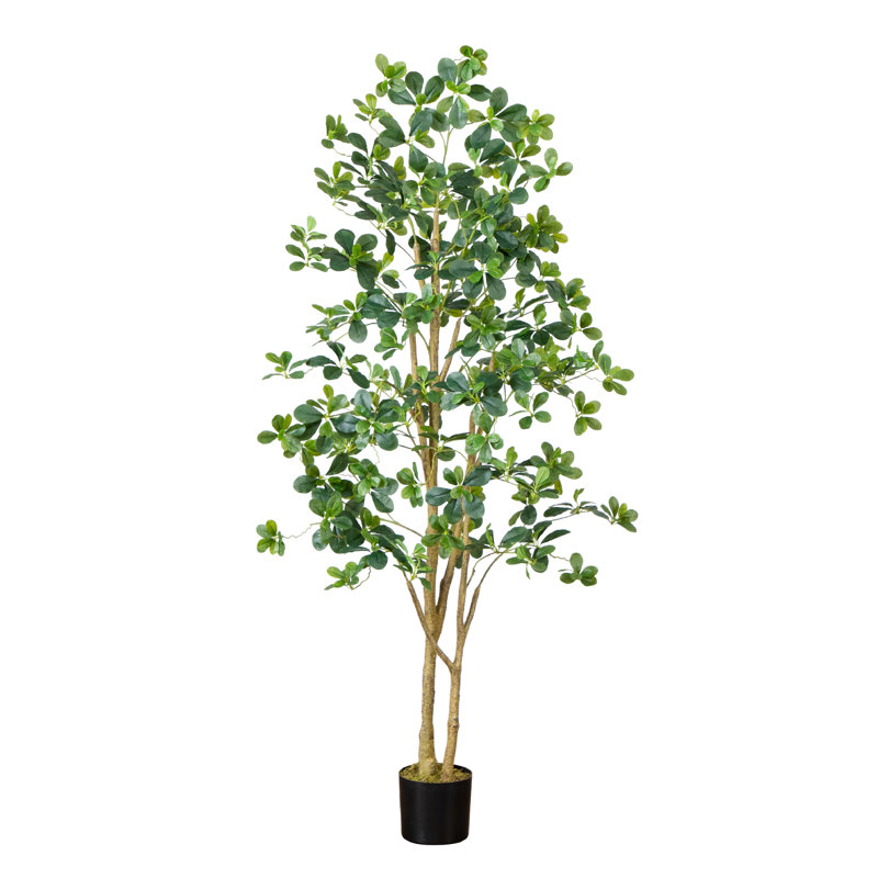 6 pi Olive noire artificielle