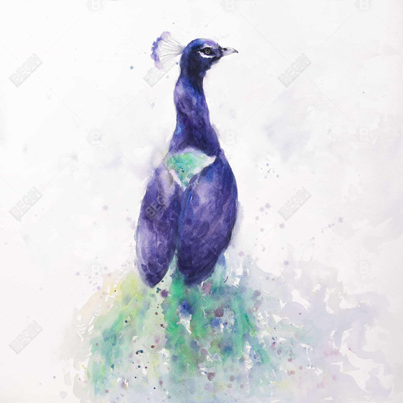 " Graceful Peacock "