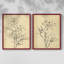 «Magnolia S croquis I», reproduction encadrée de qualité supérieure - prête à être accrochée - aucun clou requis - aucun clou requis-108034767-108034764