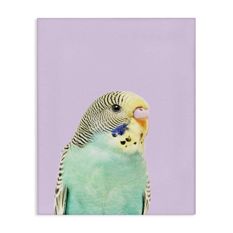 «Pastel Budgie Bird» par Sissi et Seb, H 20 po x l 16 po