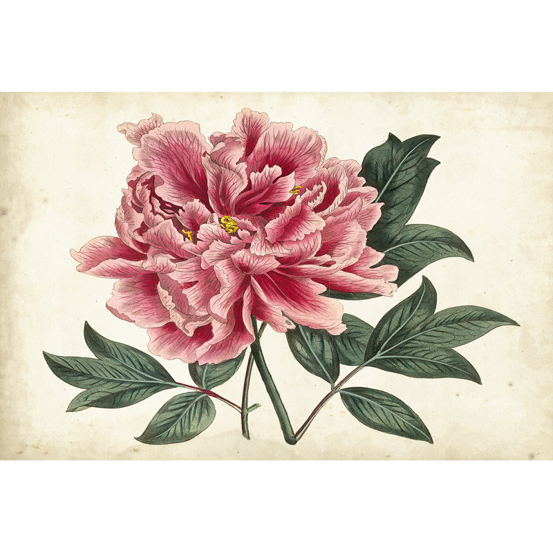Peony Garden I by Curtis - Wrapped Canvas Art Prints, 20cm H x 30cm W