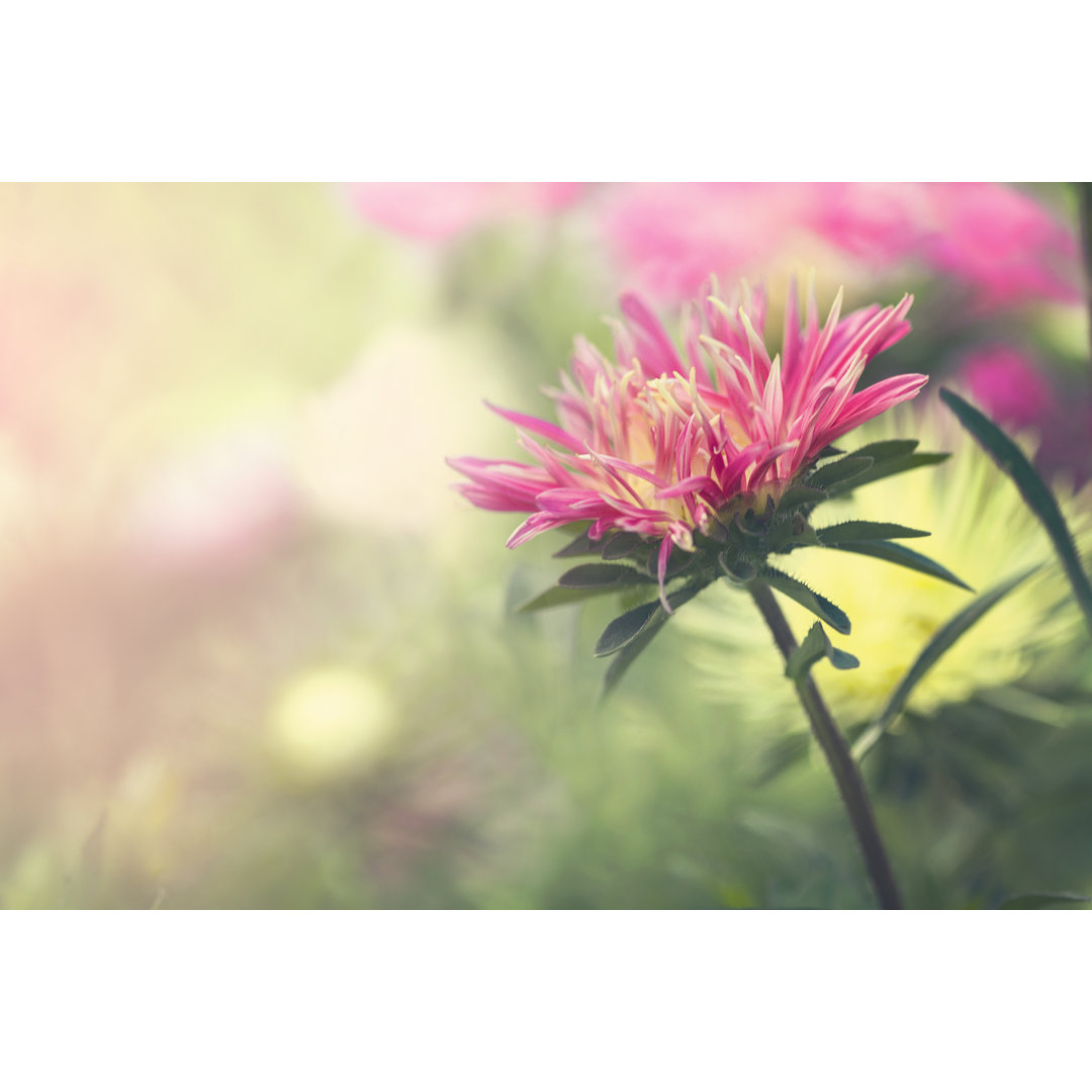 Leinwandbild Pink Aster Flower von Elena Sendler