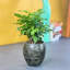 Contenant pour plante Smart Wash gris avec auto-arrosage pour un jardin coloré