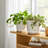 Ceramic Saucer Planters With Textured Circular Design, Durable Modern Accent Planter Pots, Contemporary Style Containers For Indoor Decor, Set Of 2-913906409
