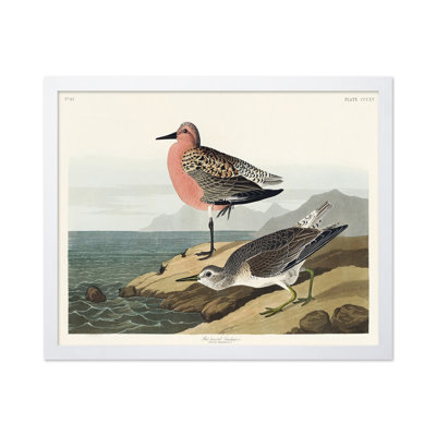 John James Audubon - Bécasseau à poitrine rouge
