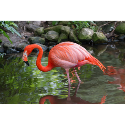 American Flamingo - Wrapped Canvas Print