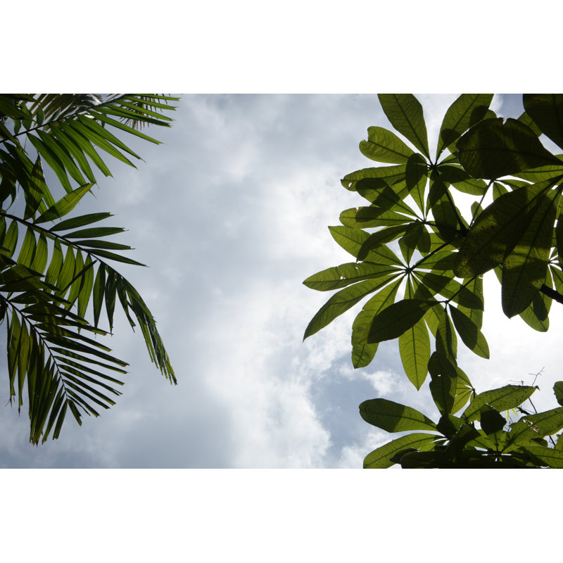 Jungle Canopy by Belterz - No Frame Art Prints on Canvas, 61cm H x 91cm W