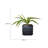 Bragdon Artificial Succulent Plant in Planter