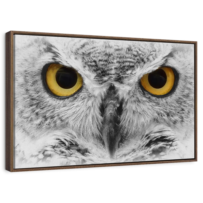 Chouette audacieuse, 25 po x 17 po, Cadre flottant noyer