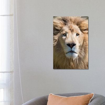 Lion Western Cape Province, South Africa 1 Piece Wrapped Canvas Wall Art