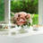Silk Peony Arrangement in Vase-1855442069