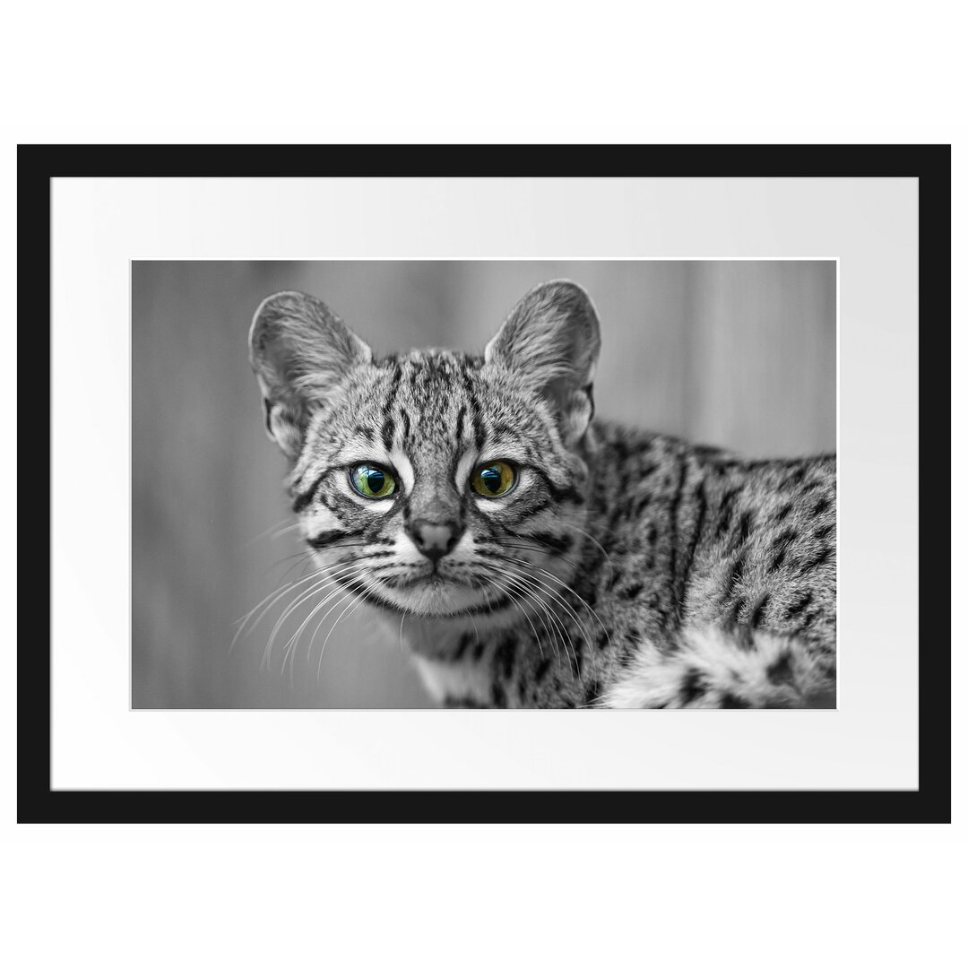 Kleine Bengalkatze Gerahmte Fotokunstdrucke Poster