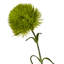 Dianthus Stem-111171130
