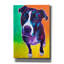 «Pit Bull - Truman» par Dawg Painter-1371513178