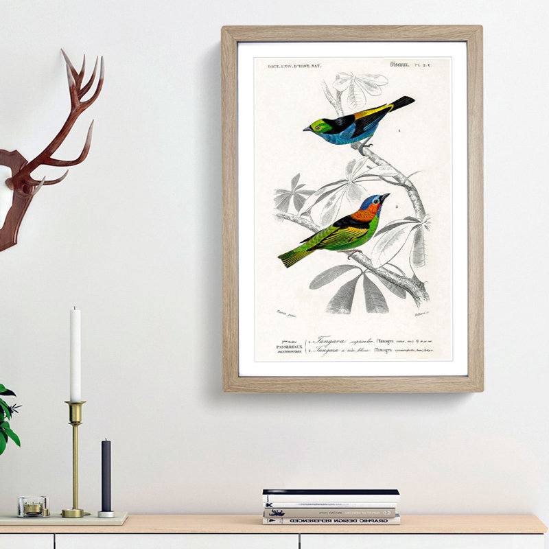 Bird Illustrations PL. 2C by Charles d Orbigny - Framed Print, Oak Framed, 33cm H x 24cm W x 2cm D