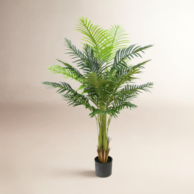 Palm Tree in Pot
