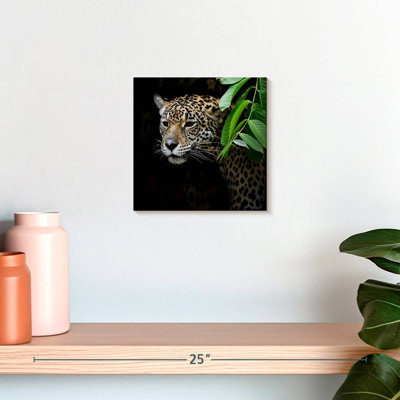 Brampt rôdant Jaguar