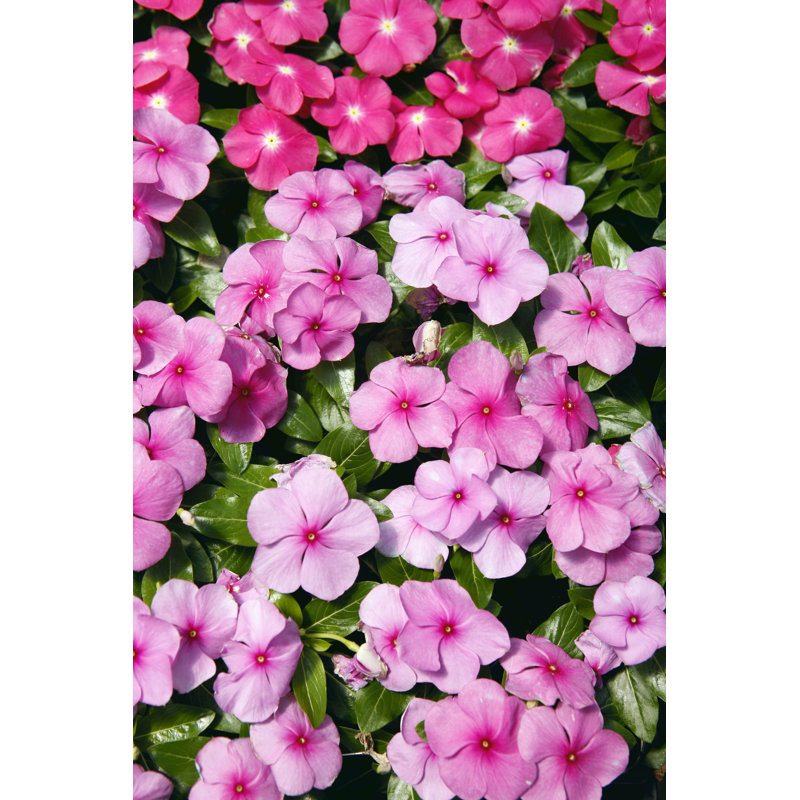 Impatiens multicolores qui poussent par groupes par Strathroy, H 18 po x l 12 po
