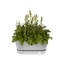 Planter Box-72816951-72816950