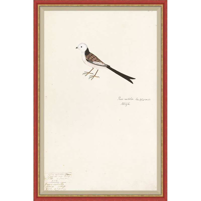 18th Century Bird Re-Strikes II Painting by Olaf Rudbeck
