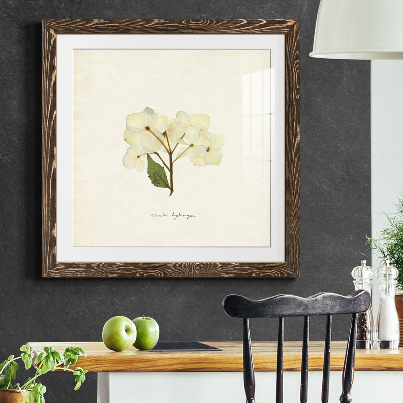 Cornales Hydrangea I-Premium, reproduction encadrée - prête à être accrochée, Papier avec cadre noyer, Blanc
