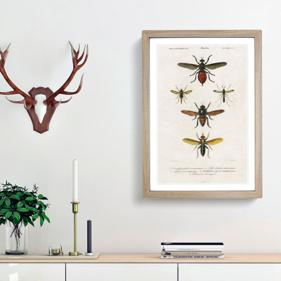 Insect Illustrations PL.L by Charles d'Orbigny - Picture Frame Painting Print