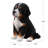 Bernese Mountain Puppy Sitting (Hi-Line Exclusive)