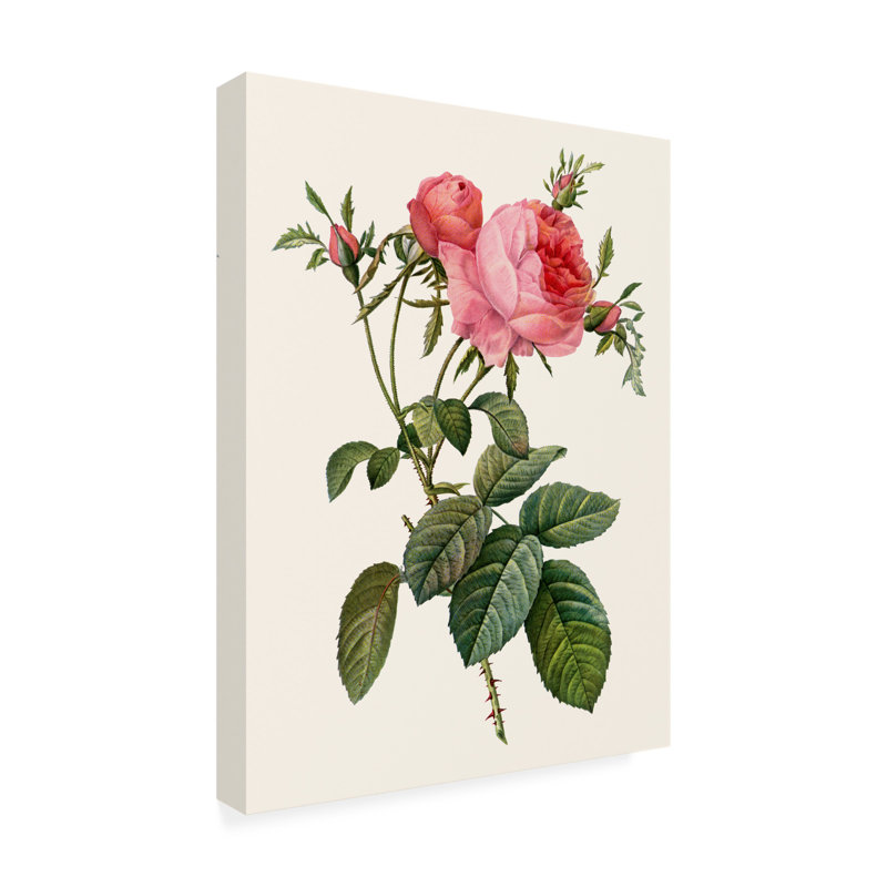 «Redoutes rose II» par Pierre Redoute - peinture sur toile tendue, H 24 po x l 18 po x P 2 po