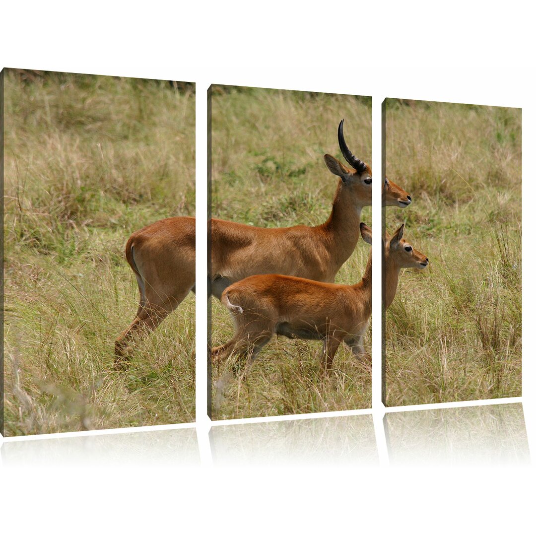 3-tlg. Leinwandbilder-Set „Dorkasgazelle mit Jungtier“, Fotodruck