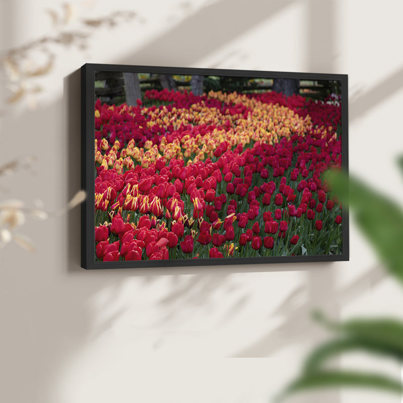Champ de tulipes II - reproduction encadrée - réarmable, H 8 po x l 10 po, Noir, noir, noir, noir