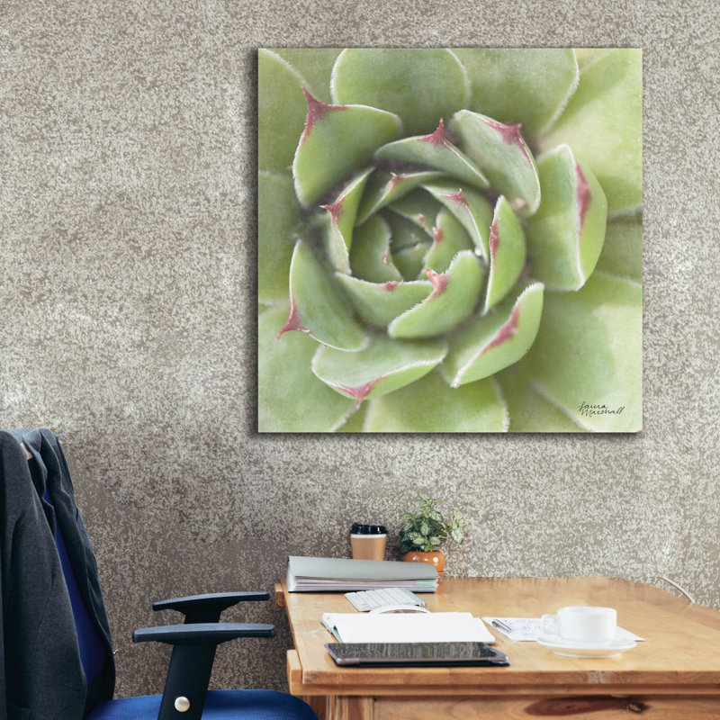 "Epic Graffiti" Garden Succulents 2 Color "par Laura Marshall, art mural sur toile, H 37 po x l 37 po