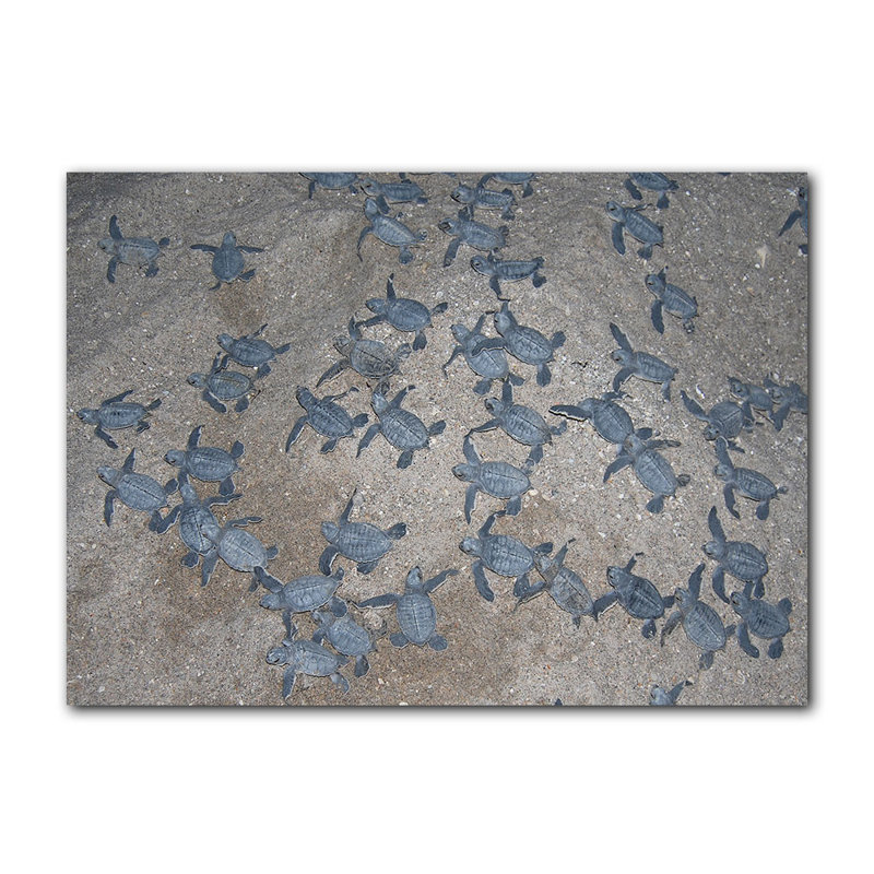Christopher " Turtle Hatchlings " by Christopher Doherty